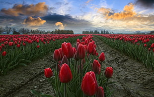 red Tulip flower field at daytime