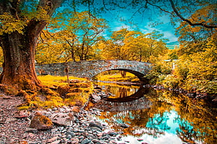 concrete bridge at autumn digital wallpaper