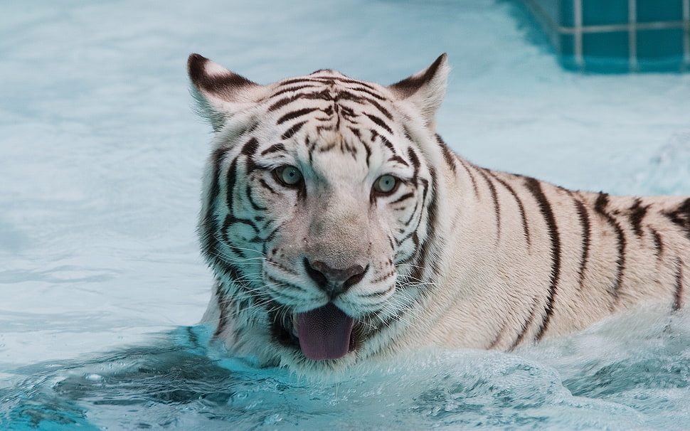 white and black tiger, tiger HD wallpaper