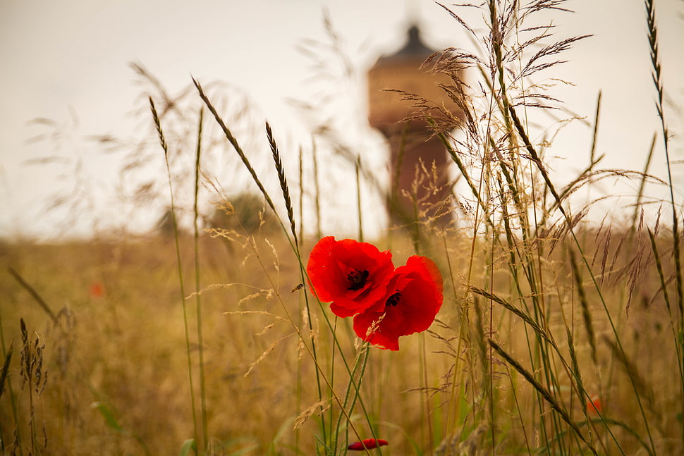 tilt shift lens photography of red flowers HD wallpaper