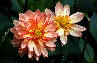 two orange and red flowers with drew drops