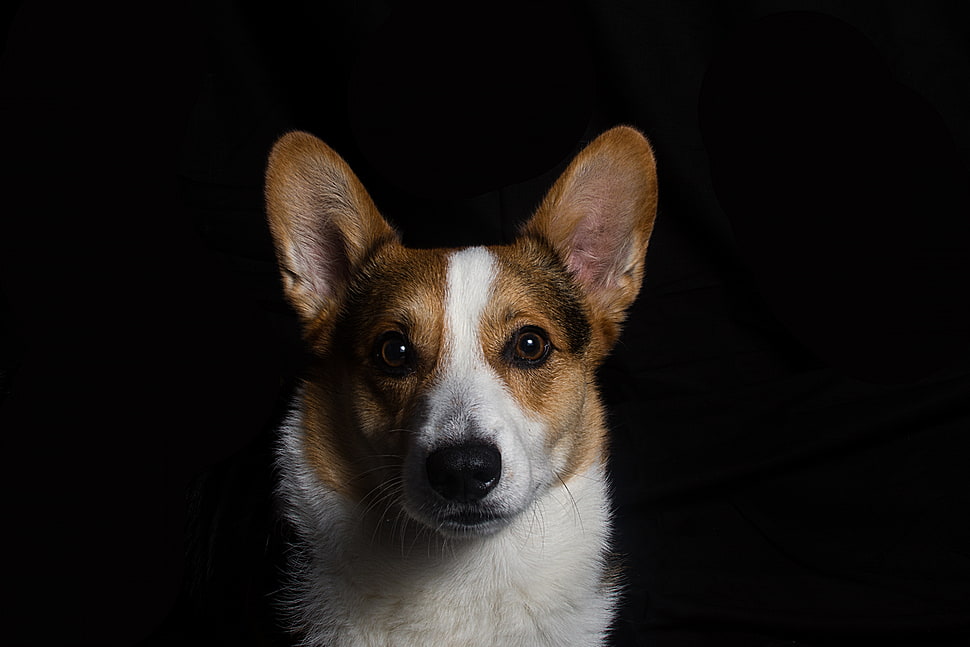 short-coated white and tan dog HD wallpaper