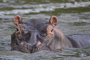 hippopotamus soak on water