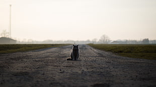 cat on middle of road