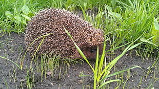 brown hedgehog beside green grass