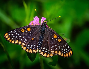 Checkerspot butterfly perched on pink petaled flower closeup photography HD wallpaper