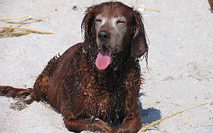 short-coated brown Dog on white sand