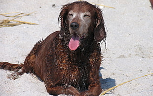 short-coated brown Dog on white sand HD wallpaper