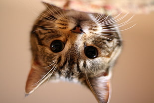 brown tabby kitten in tilt-shift photography HD wallpaper