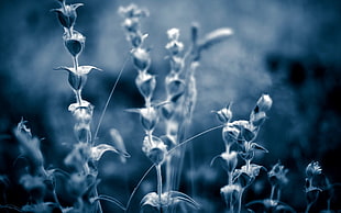 grayscale photo of flowers