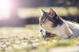 focus lens photography of calico cat on grass, rays HD wallpaper