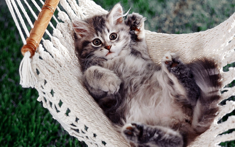 gray and black long-fur kitten on hammock HD wallpaper