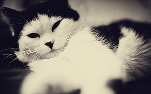 white and black cat, animals, cat, black eyes, monochrome HD wallpaper