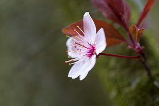 white and pink flower shallow focus photography HD wallpaper