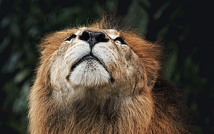 macro photography of lions head