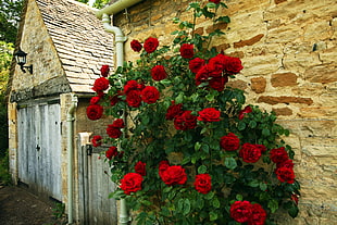 red Rose flowers in bloom during daytime HD wallpaper