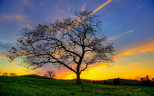 silhouette of tree