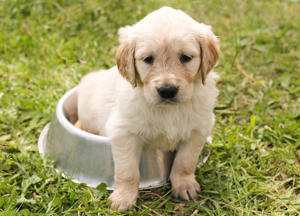 short-coat white puppy on a stainless steel pet bowl HD wallpaper