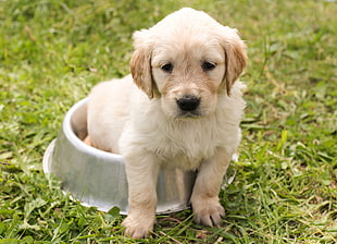 short-coat white puppy on a stainless steel pet bowl