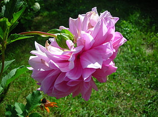 macro shot photo of pink Dahlia flower