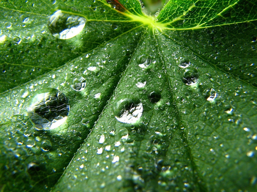 shallow photography of a wet leaf HD wallpaper