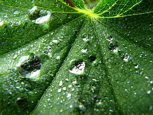 shallow photography of a wet leaf