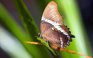 brown and white butterfly perching on green plant in close-up photography