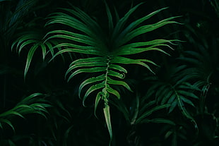 closeup photo of green linear plant