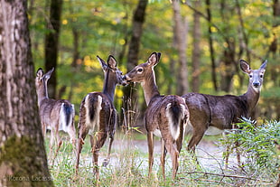 group of deers HD wallpaper