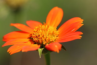 selective focus photography of orange Cosmos flower HD wallpaper