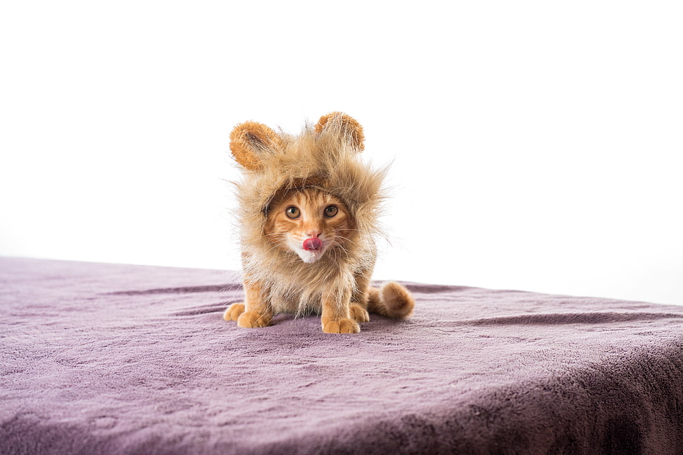 orange tabby kitten on brown textile HD wallpaper
