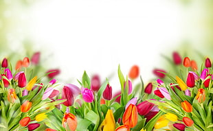 red-pink-and-orange petaled-flowers 3d wallpaper
