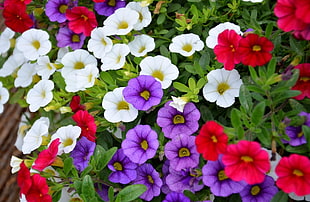 white, purple, and red flowers