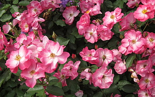 pink cluster petal flowers HD wallpaper
