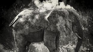 gray elephant, elephant, monochrome HD wallpaper