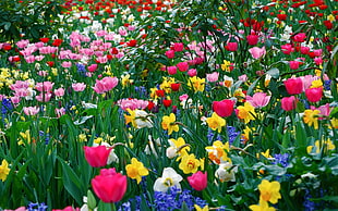 bed of assorted-color flowers, flowers