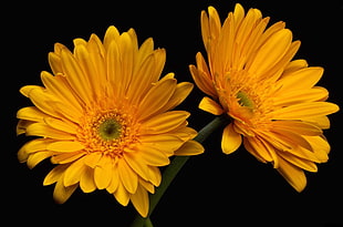 two yellow petaled flowers