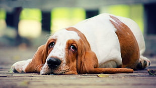 closeup photo of adult white and tan basset hound lying on ground during daytime