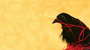 black bird, music, album covers, Death cab for Cutie, animals HD wallpaper