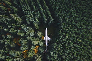 white plane, nature, landscape, airplane, wreck