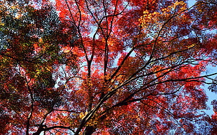red and orange leaf tree