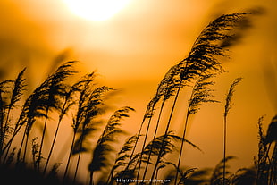 silhouette of plants blown by the wind photo HD wallpaper