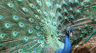 blue and green peacock illustration, animals, nature, peacocks, birds