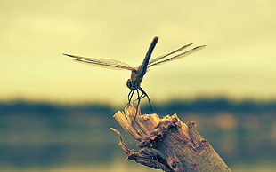 dragonfly on tree trunk