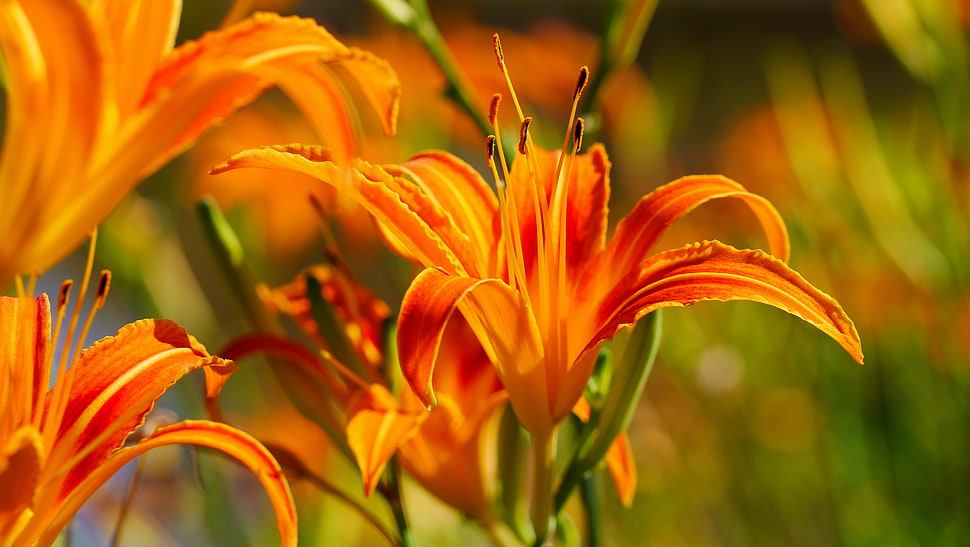 selective focus photography of orange petaled flower HD wallpaper