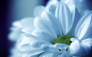 white petaled flower photo