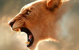 lioness head HD wallpaper