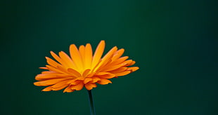 macro shot of yellow flower, marigold