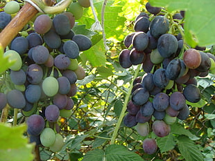 grape fruits on branch near chain linked fence