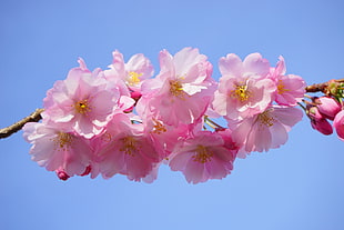 selective focus photography of pink Cherry blossom HD wallpaper